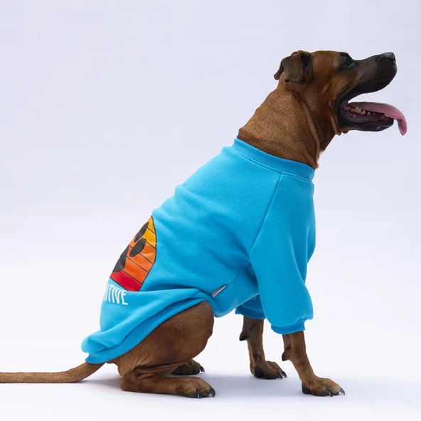 PawStar Turkuaz Carmel Büyük Irk Sweat ürün görseli