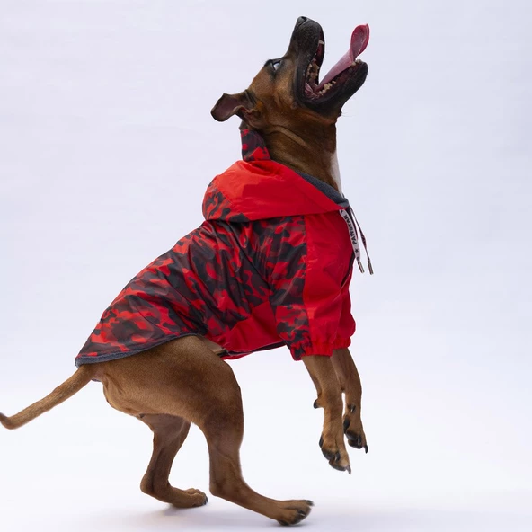 PawStar Kırmızı Dijon Büyük Irk Yağmurluk - 4
