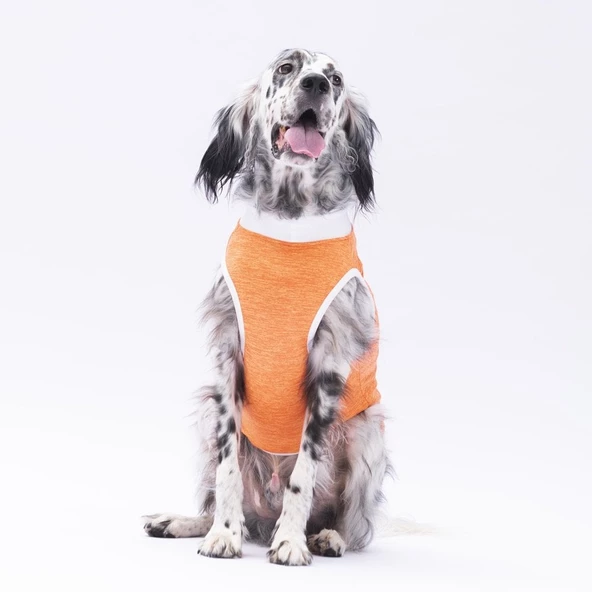PawStar Turuncu Joy Büyük Irk T-Shirt - 3