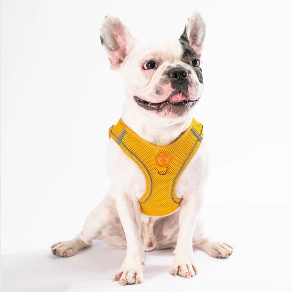 PawStar Gold Airmesh Köpek Göğüs Tasması