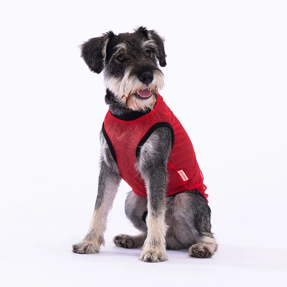 PawStar Smile Mesh T-Shirt - 2