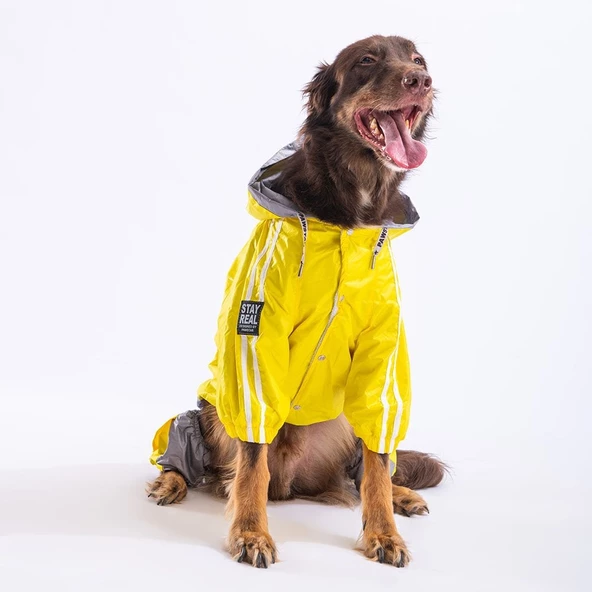 PawStar Sarı-Gri  BiColar  Büyük Irk Yağmurluk - 3