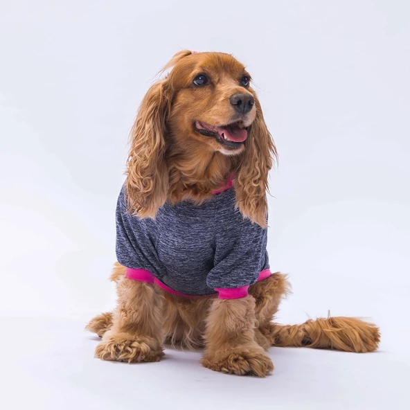 PawStar Antrasit Shine Küçük Irk Sweat - 2