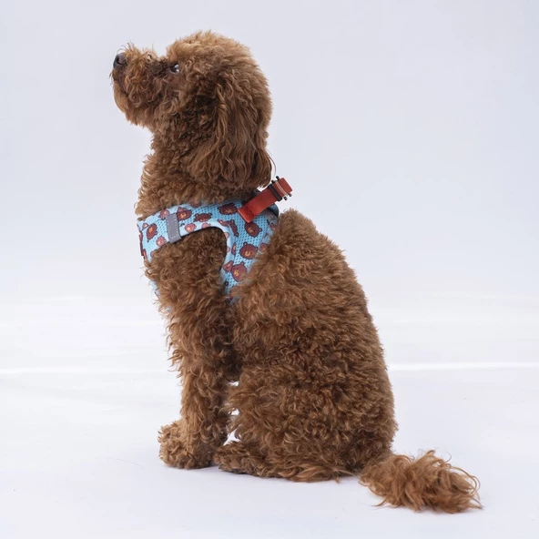 PawStar  Airmesh Bears Göğüs Tasması - 4