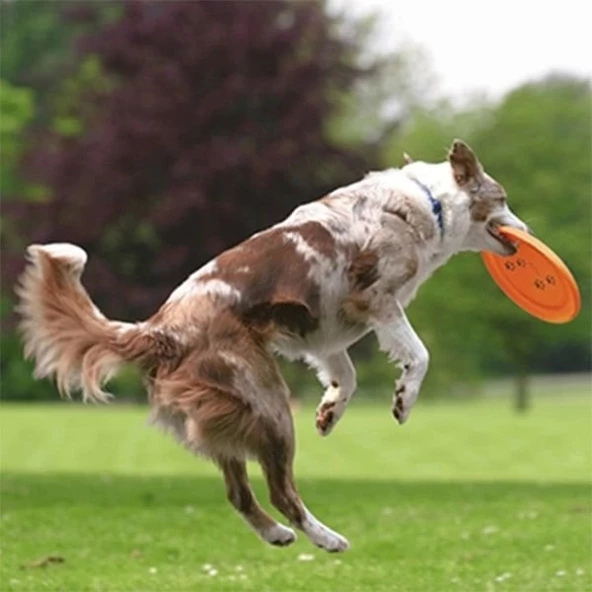Trixie Köpek Agility Eğitim Frizbisi Turuncu 23 Cm - 4