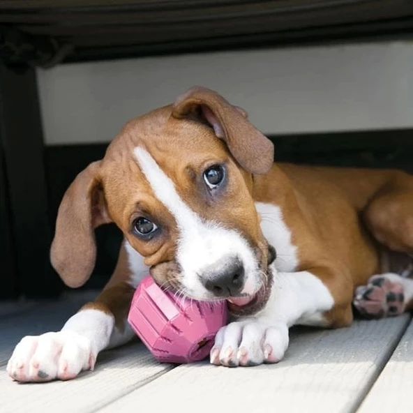 Kong Puppy Yavru Köpek Ödül Oyun Topu Medium 8 Cm - 2