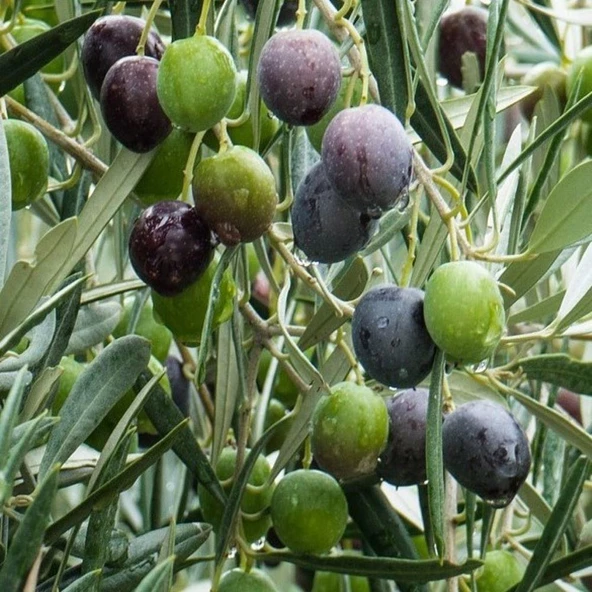 Her İklime Uygun Yağlık ve Yemelik Tüplü Bursa Zeytinasi Zeytini Fidanı - 1