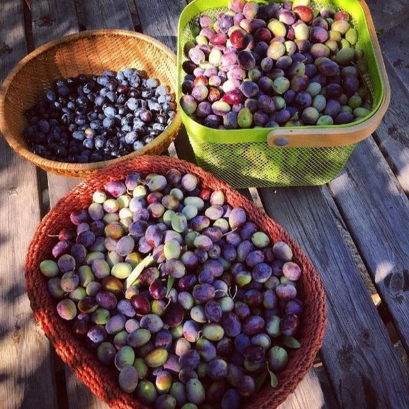 Tüplü Antakya Sele Zeytini Fidanı