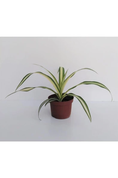 Kurdele Çiçeği 1 Adet Chlorophytum Kurdela Çiçeği ürün görseli