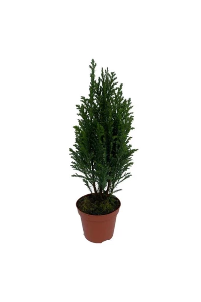 Balkon Salon Çamı Elwoodi Çamı 20 25 Cm - Resim 2