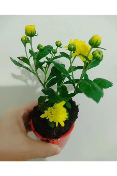 Beyaz Kirmizi Turuncu Sarı Renk Kasımpatı Çiçeği Fidesi 10-20 Cm - Resim 2