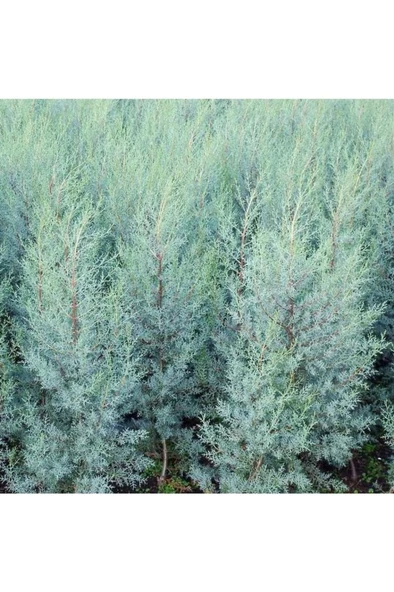 Cypress Sapling Mavi Servi Selvi Blue 50-100 Cm - Resim 2