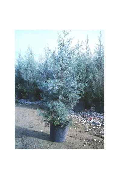Cypress Sapling Mavi Servi Selvi Blue 50-100 Cm - Resim 3