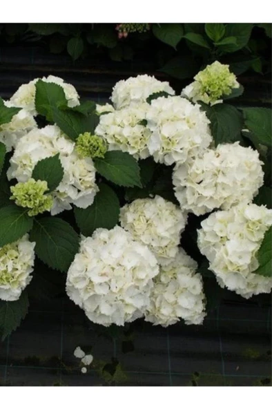 Peri Beyaz Ortanca Çiçeği Saksılı 10-20 cm - 2