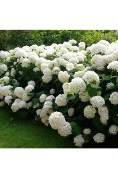 Peri Beyaz Ortanca Çiçeği Saksılı 10-20 cm - 3