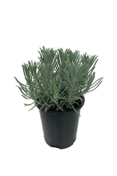 Saksılı Lavanta Fidanı 3 Adet 30-40 cm (Lavandula intermedia)