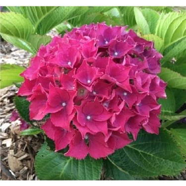 Koyu Pembe Hydrangea Mocnophylla Ortanca Çiçeği, Ortanca Fidanı 1 Adet