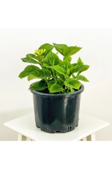 Pembe Ortanca Fidanı 10-20 cm Hydrangea macrophylla - Resim 3