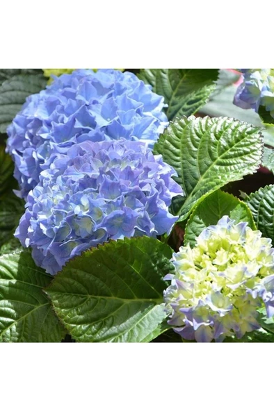Mavi Ortanca Fidanı Hydrangea Mocnophylla 10-20 cm - Resim 2
