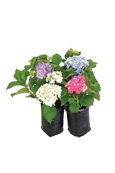 Koyu Pembe Hydrangea Mocnophylla Ortanca Çiçeği, Ortanca Fidanı 1 Adet - 2