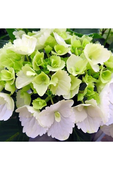 Beyaz Ortanca Fidanı Hydrangea Mocnophylla 10-20 cm