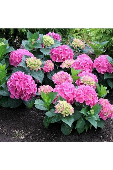 Pembe Ortanca Fidanı 10-20 cm Hydrangea macrophylla