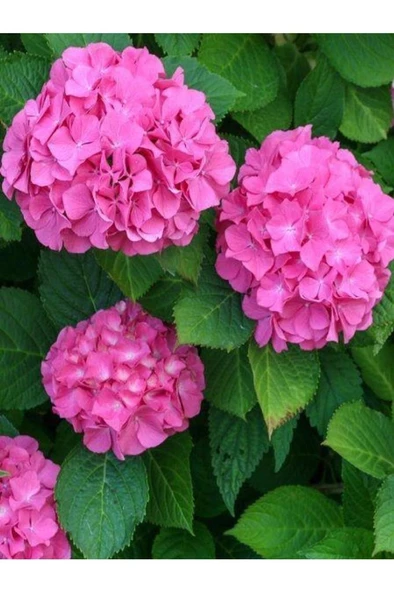 Hydrangea Macrophylla Pembe Ortanca Fidanı Fidesi 10-20 Cm