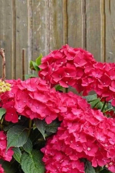 Ortanca Fidanı Saksılı 10-20 cm - Resim 2