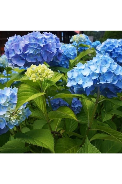 Mavi Ortanca Fidanı Hydrangea Mocnophylla 10-20 cm - Resim 3