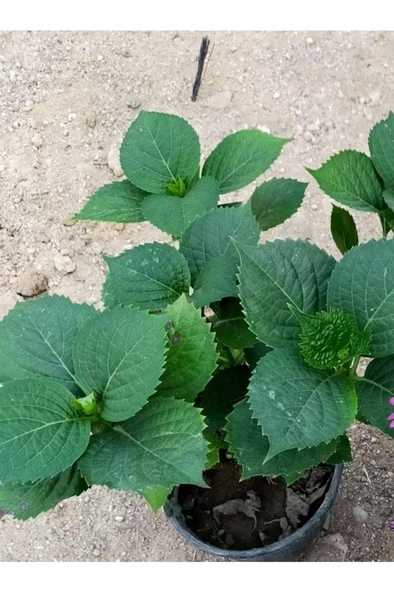 Fuşya Canlı Çiçek Ortanca Pembe Hydrangea Macrophylla 10-20 cm - 4