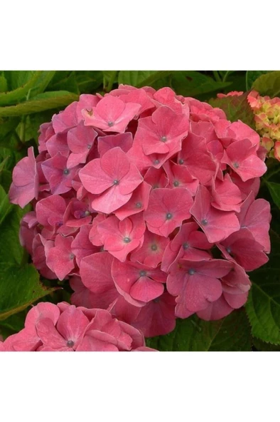 Hydrangea Mocnophylla Pembe Ortanca Fidanı 10-20 cm - Resim 3