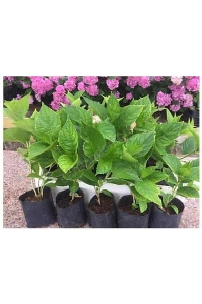 Hydrangea Macrophylla Pembe Ortanca Fidanı Fidesi 10-20 Cm - 2