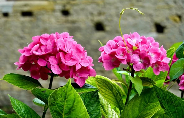 Pembe Ortanca Fidanı Hydrangea Mocnophylla 10-20 cm - Resim 4