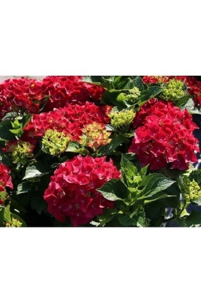Kırmızı Ortanca Fidesi Hydrangea Macrophylla 10-20 cm - Resim 2