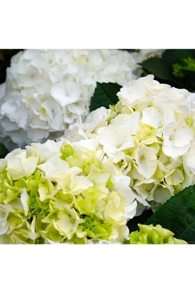 Beyaz Ortanca Fidanı Hydrangea Mocnophylla 10-20 cm - 3