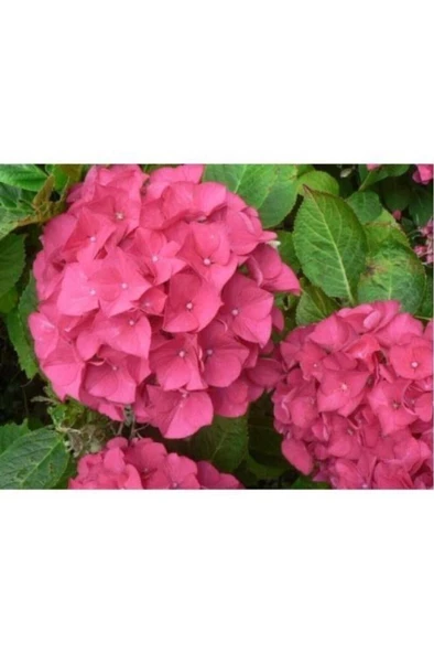 Pembe Ortanca Fidanı 10-20 cm Hydrangea macrophylla - Resim 2