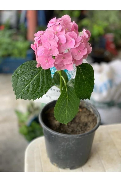 Pembe Ortanca Fidanı Hydrangea Mocnophylla 10-20 cm - Resim 2