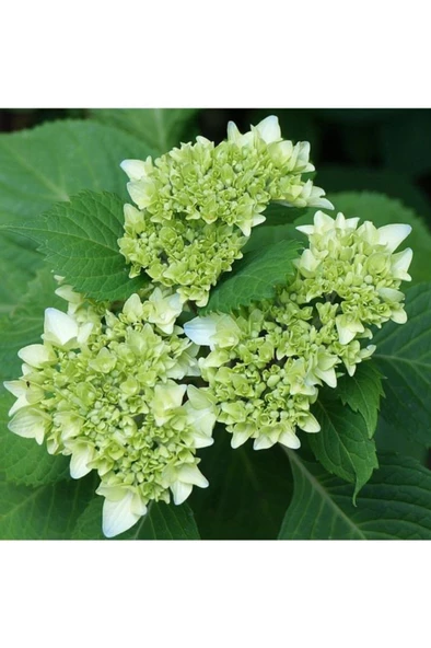 Beyaz Ortanca Fidanı Hydrangea Mocnophylla 10-20 cm - 2