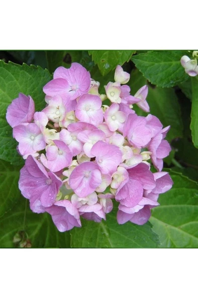 Eflatun Ortanca Fidanı Hydrangea Mocnophylla 10-20 cm