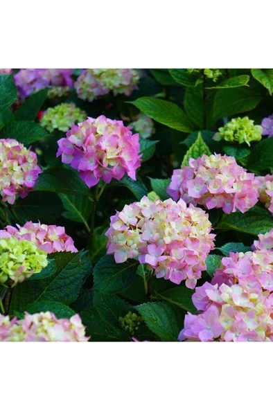 Eflatun Ortanca Fidanı Hydrangea Mocnophylla 10-20 cm - Resim 2