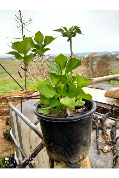 Şeker Pembe Ortanca Hydrangea Macrophylla 10-20 cm