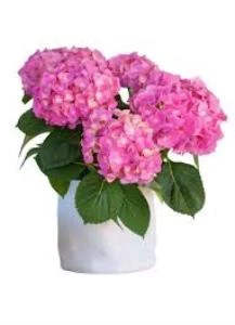 Pembe Ortanca Fidanı 10-20 cm 3 Adet - Resim 3