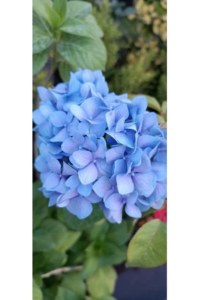 Ortanca Fidanı Hydrangea macrophylla , Mavi - 3