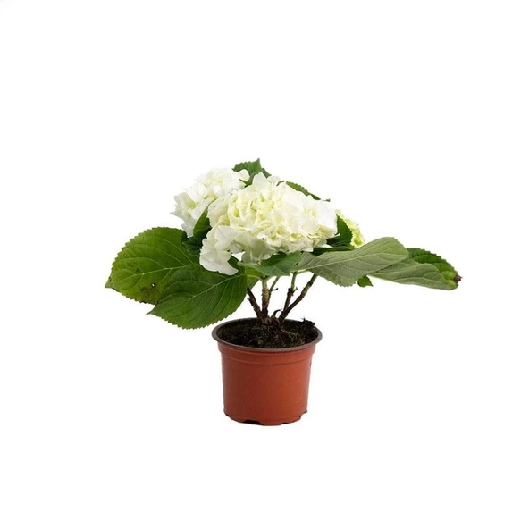 Beyaz Ortanca Hydrangea Macrophylla 10-20 cm 3 Adet