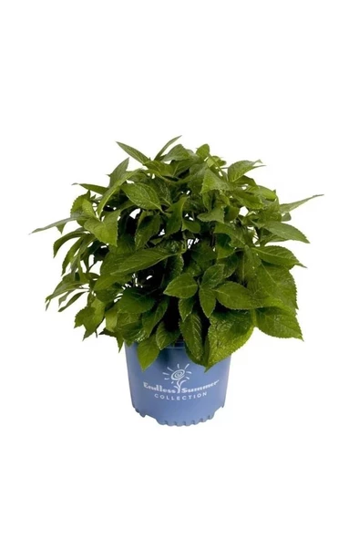 Beyaz Ortanca Fidanı 10-20 cm Hydrangea Macrophylla - Resim 2