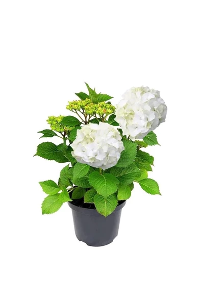 Beyaz Ortanca Fidanı 10-20 cm Hydrangea Macrophylla