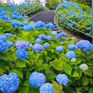 Ortanca Fidanı Hydrangea macrophylla , Mavi