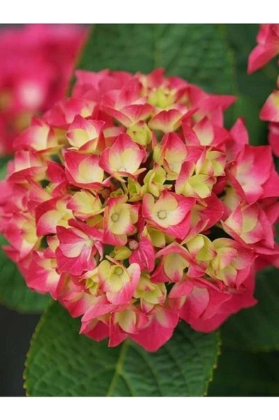 Pembe Ortanca Fidanı Hydrangea macrophylla 10-20 cm - Resim 2