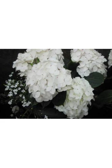 Kar Beyaz Ortanca Çiçeği Fidanı Tüplü 10-20 cm - 2