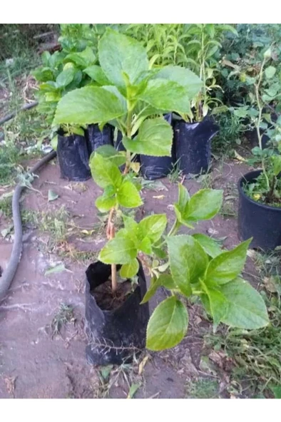 Pamuk Beyaz Ortanca Çiçeği Fidanı - 3